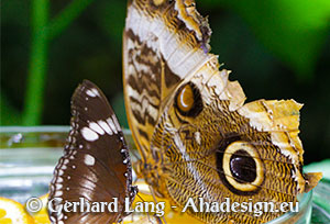 makrofotografie-schmetterling