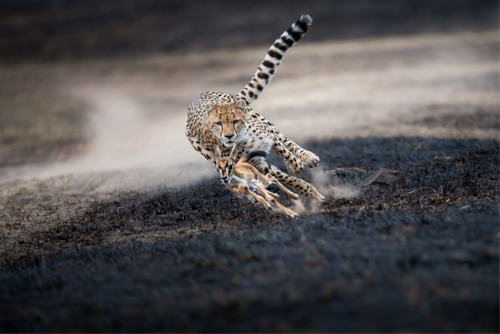 thomas_vijayan_an-astonishing-chase_masai-mara-kenya