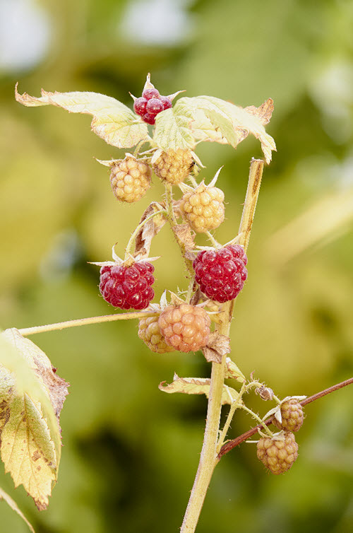 focus-projects-professional-himbeeren-ergebnis