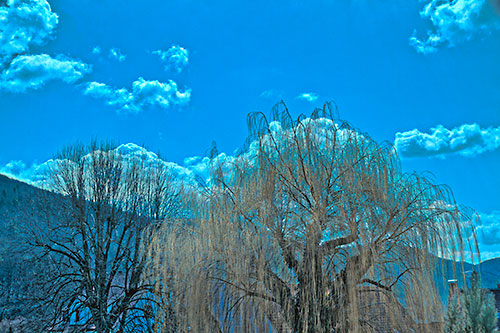 hdr-projects-3-baum-himmel-rawkonverter-ergebnis