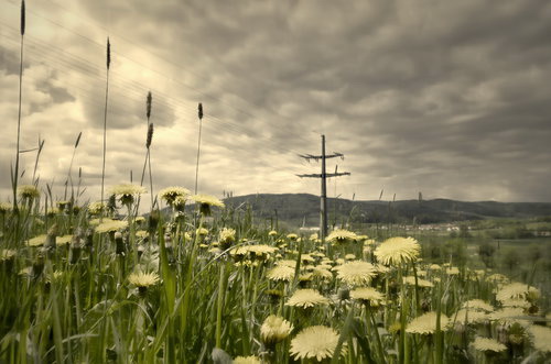 hdr-projects-4-prof-wiese-altes-foto